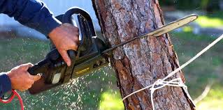 Trusted Meridian, ID Tree Care Experts