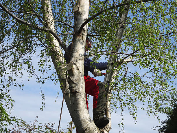 Best Tree Risk Assessment  in Merian, ID