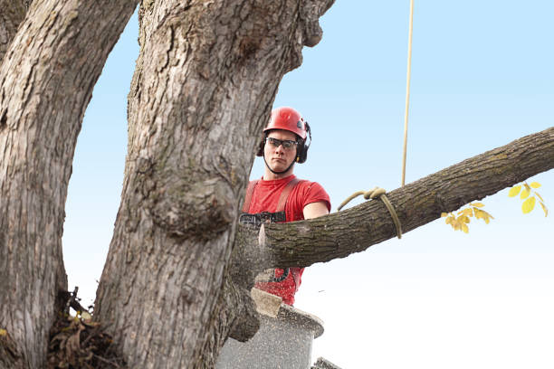 Best Storm Damage Tree Cleanup  in Merian, ID